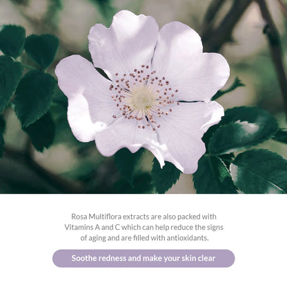 Dr. Althea Premium Rosa modeling Mask Set — product image 3